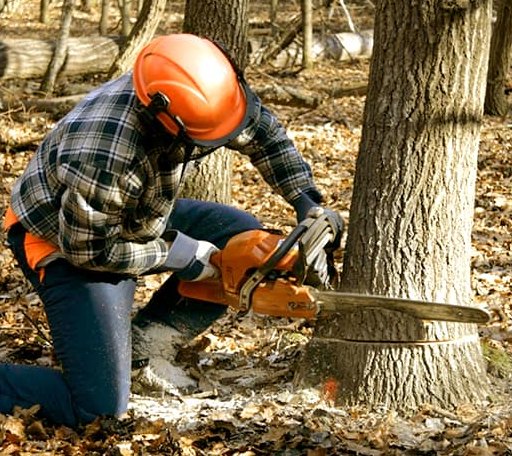 Tree Removal in Mountain Ranch, CA